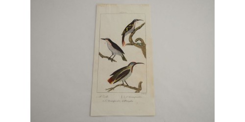 Antique original hand-colored bird engraved plate 68